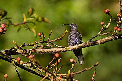平台解谜游戏《CATO》现提供免费试玩 发售日未定